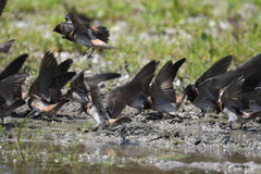 Petrochelidon pyrrhonota