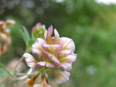 Trifolium grandiflorum
