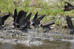 Petrochelidon pyrrhonota