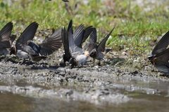 Petrochelidon pyrrhonota