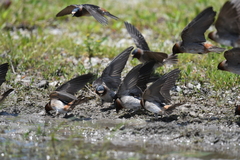 Petrochelidon pyrrhonota