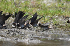 Petrochelidon pyrrhonota