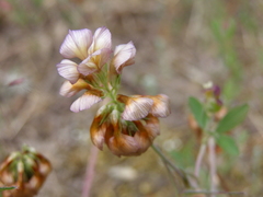 Trifolium grandiflorum