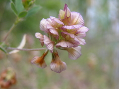 Trifolium grandiflorum