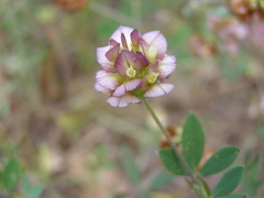 Trifolium grandiflorum