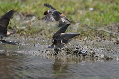 Petrochelidon pyrrhonota