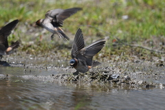 Petrochelidon pyrrhonota