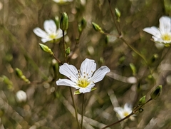 Eremogone ferrisiae