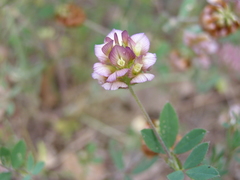 Trifolium grandiflorum