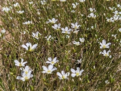 Eremogone ferrisiae