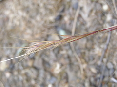 Festuca ambigua