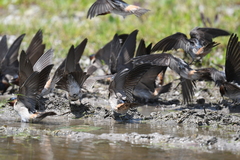 Petrochelidon pyrrhonota