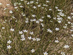 Eremogone ferrisiae
