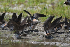 Petrochelidon pyrrhonota