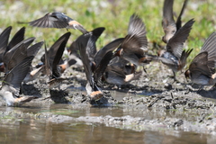 Petrochelidon pyrrhonota