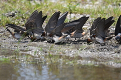 Petrochelidon pyrrhonota