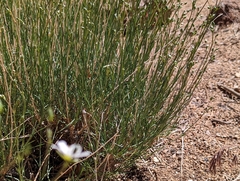 Eremogone ferrisiae