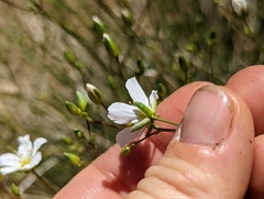 Eremogone ferrisiae