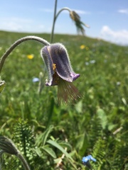 Pulsatilla violacea