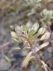Alyssum umbellatum