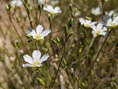 Eremogone ferrisiae