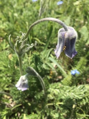 Pulsatilla violacea