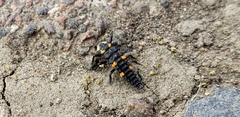 Coccinella septempunctata