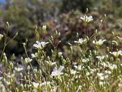 Eremogone ferrisiae