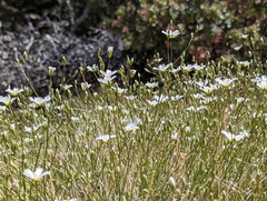Eremogone ferrisiae