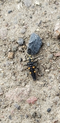Coccinella septempunctata