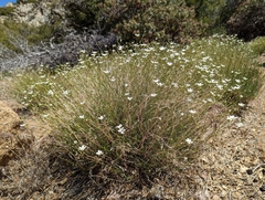 Eremogone ferrisiae