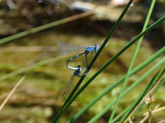 Coenagrion caerulescens