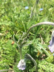 Pulsatilla violacea