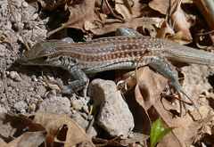 Aspidoscelis exsanguis