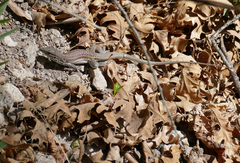 Aspidoscelis exsanguis