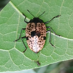 Cypherotylus annulipes
