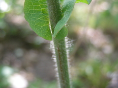Lactuca hispida