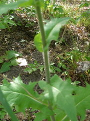 Lactuca hispida