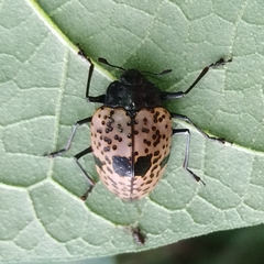 Cypherotylus annulipes