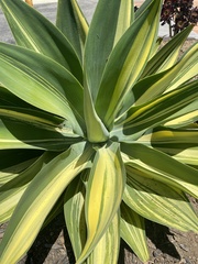 Agave attenuata