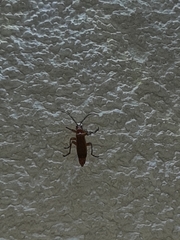 Rhagonycha fulva