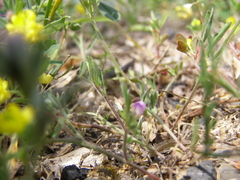 Vicia lathyroides