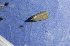 Acompsia cinerella