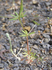 Galium tenuissimum