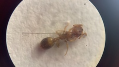 Temnothorax nylanderi