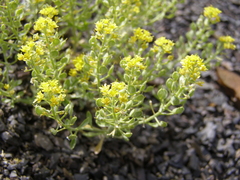 Odontarrhena obtusifolia