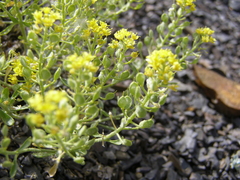 Odontarrhena obtusifolia