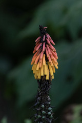 Kniphofia thomsonii