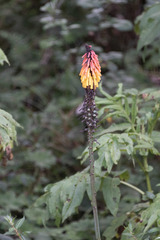 Kniphofia thomsonii