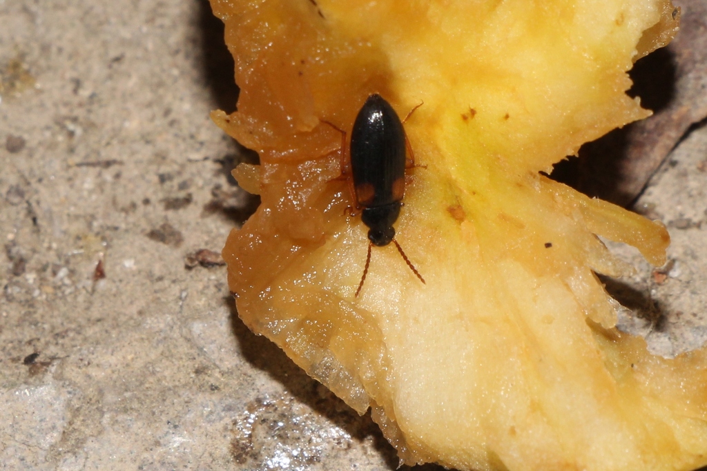 Mycetochara roubali